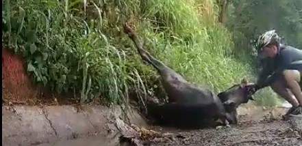 Got Animal Instincts?